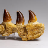 Genuine Mosasaur Tooth in a Fossilized Jaw bone (146.8 grams) by Astro Gallery of Gems - product image 2 for Resin Society