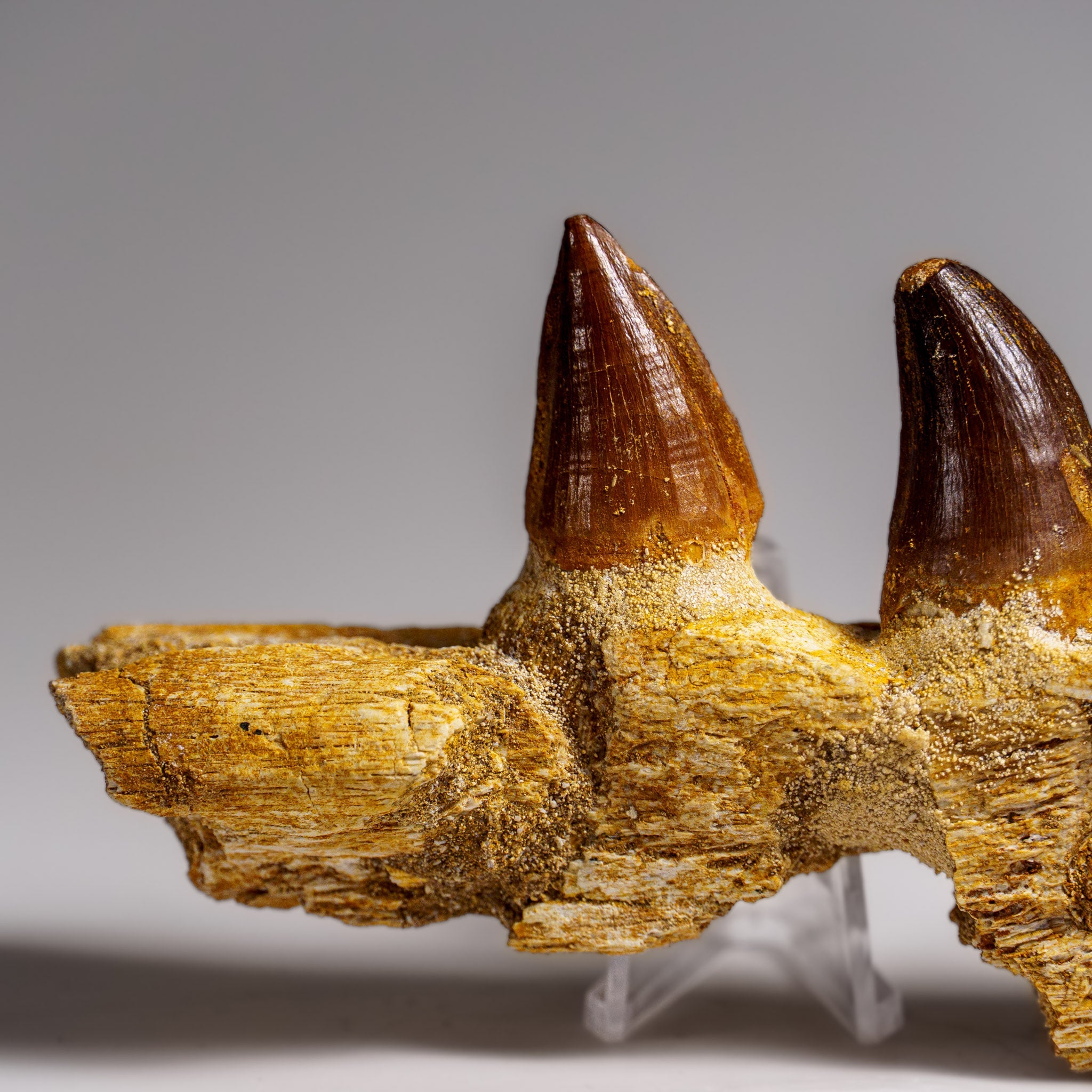 Genuine Mosasaur Tooth in a Fossilized Jaw bone (146.8 grams) by Astro Gallery of Gems - product image 6 for Resin Society