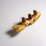 Genuine Mosasaur Tooth in a Fossilized Jaw bone (146.8 grams) by Astro Gallery of Gems - product image 5 for Resin Society