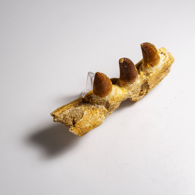 Genuine Mosasaur Tooth in a Fossilized Jaw bone (146.8 grams) by Astro Gallery of Gems - product image 5 for Resin Society