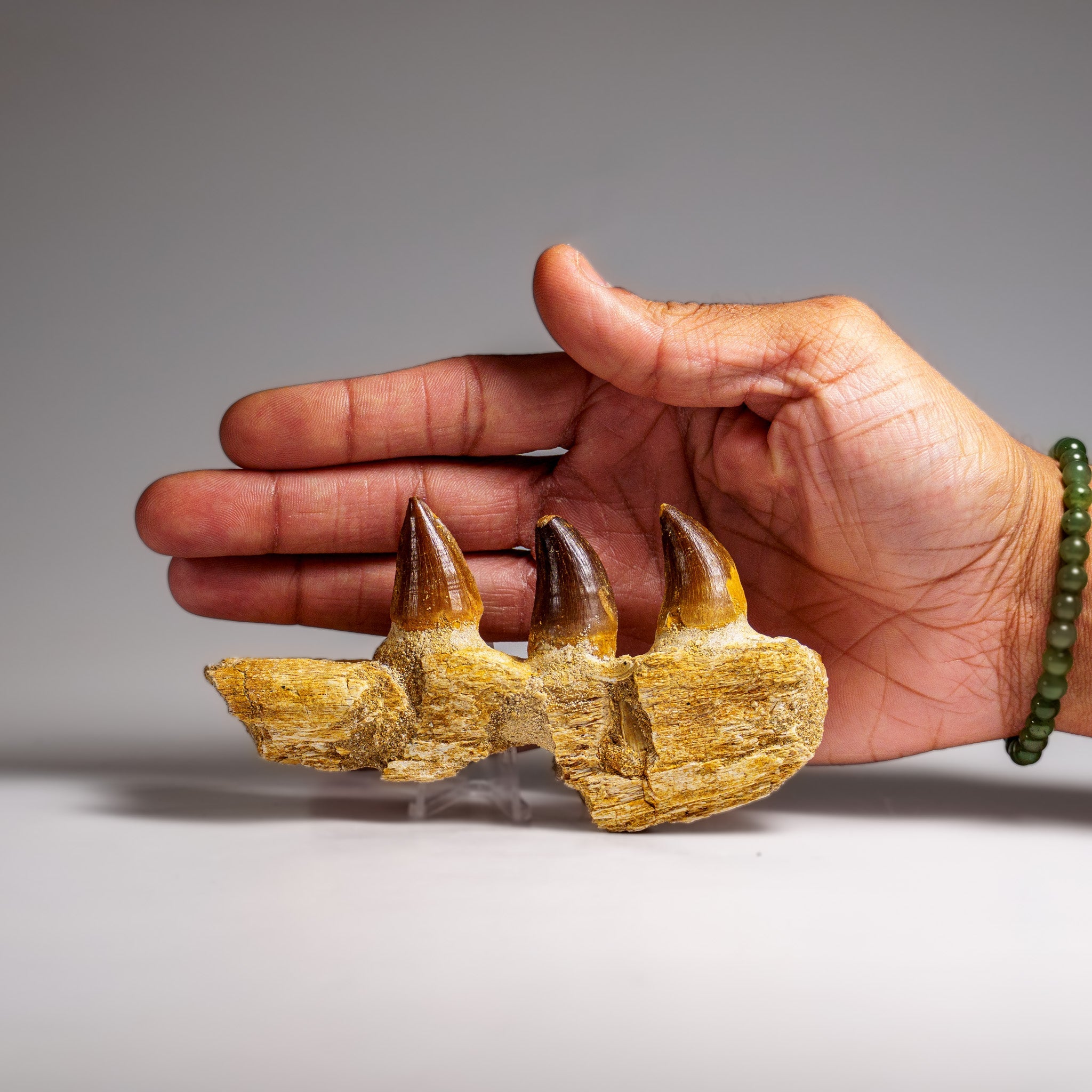 Genuine Mosasaur Tooth in a Fossilized Jaw bone (146.8 grams) by Astro Gallery of Gems - product image 3 for Resin Society