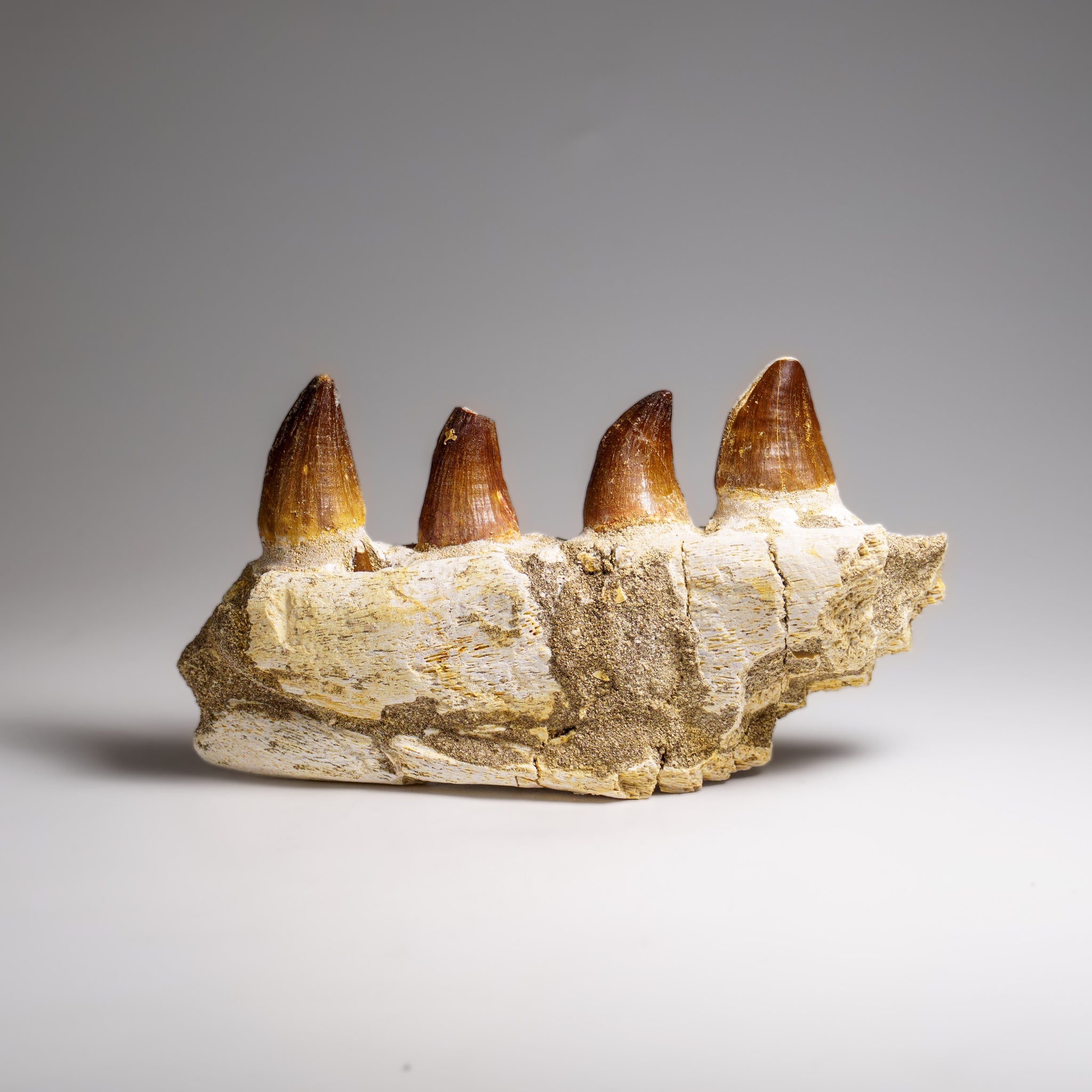 Genuine Mosasaur Tooth in a Fossilized Jaw bone (443.6 grams) by Astro Gallery of Gems - product image 5 for Resin Society