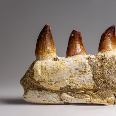 Genuine Mosasaur Tooth in a Fossilized Jaw bone (443.6 grams) by Astro Gallery of Gems - product image 4 for Resin Society