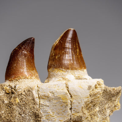 Genuine Mosasaur Tooth in a Fossilized Jaw bone (443.6 grams) by Astro Gallery of Gems - product image 10 for Resin Society