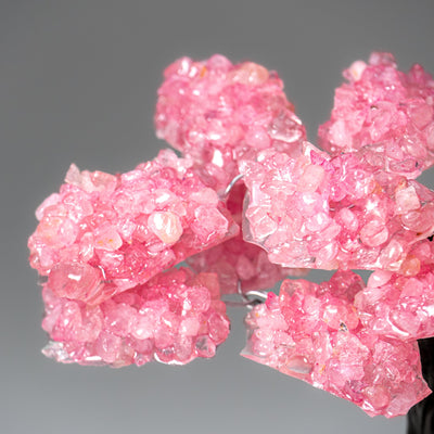 Genuine Rose Quartz Clustered Gemstone Tree on Amethyst Matrix (7 inch) (The Love Tree)