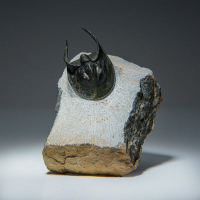 Ceratarges Spinosus Trilobite from Morocco (452.1 grams) by Astro Gallery of Gems - main product image for Resin Society