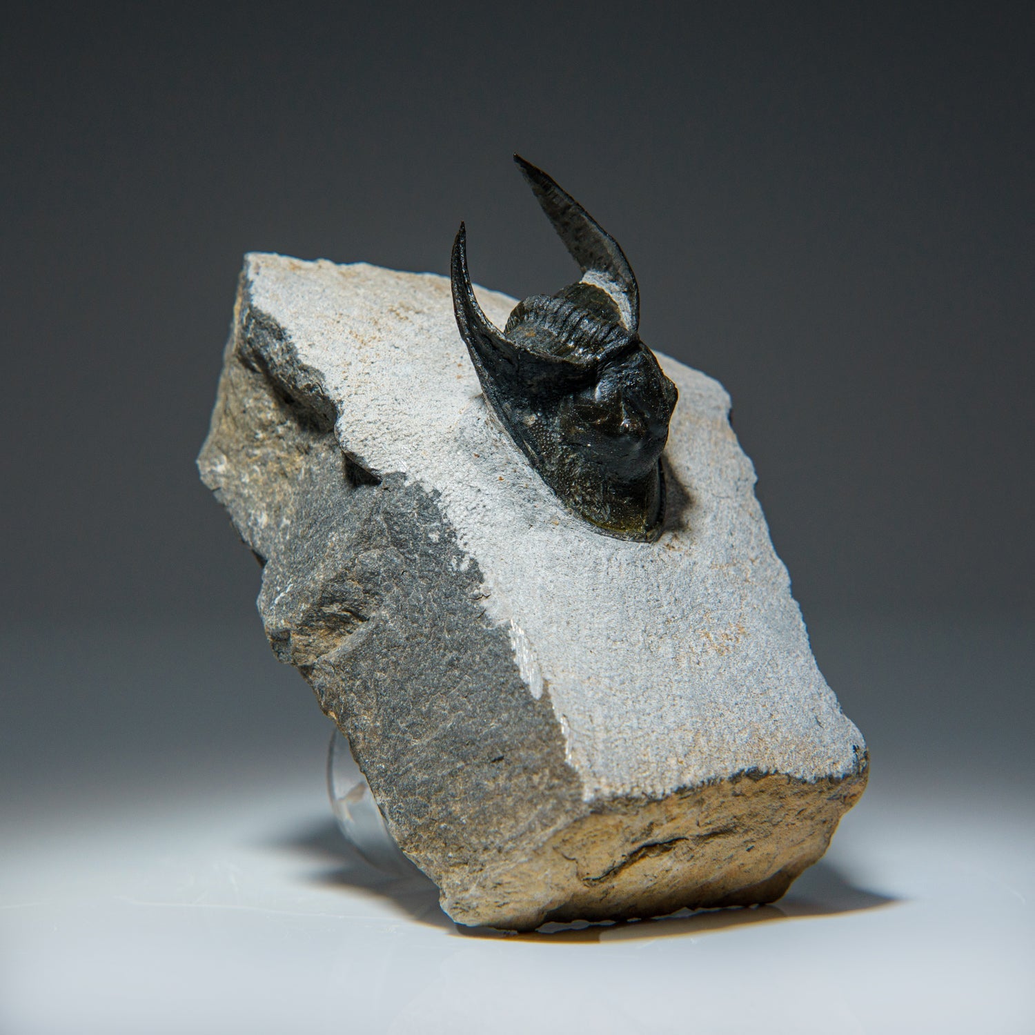 Ceratarges Spinosus Trilobite from Morocco (452.1 grams) by Astro Gallery of Gems - product image 3 for Resin Society