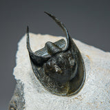 Ceratarges Spinosus Trilobite from Morocco (452.1 grams) by Astro Gallery of Gems - product image 4 for Resin Society