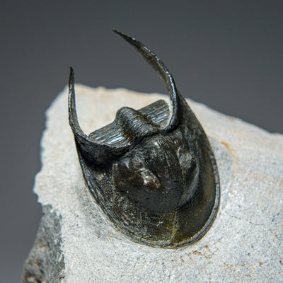Ceratarges Spinosus Trilobite from Morocco (452.1 grams) by Astro Gallery of Gems - product image 4 for Resin Society