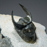 Ceratarges Spinosus Trilobite from Morocco (452.1 grams) by Astro Gallery of Gems - product image 5 for Resin Society