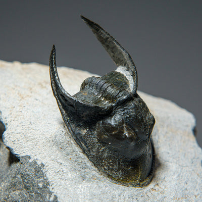 Ceratarges Spinosus Trilobite from Morocco (452.1 grams) by Astro Gallery of Gems - product image 5 for Resin Society