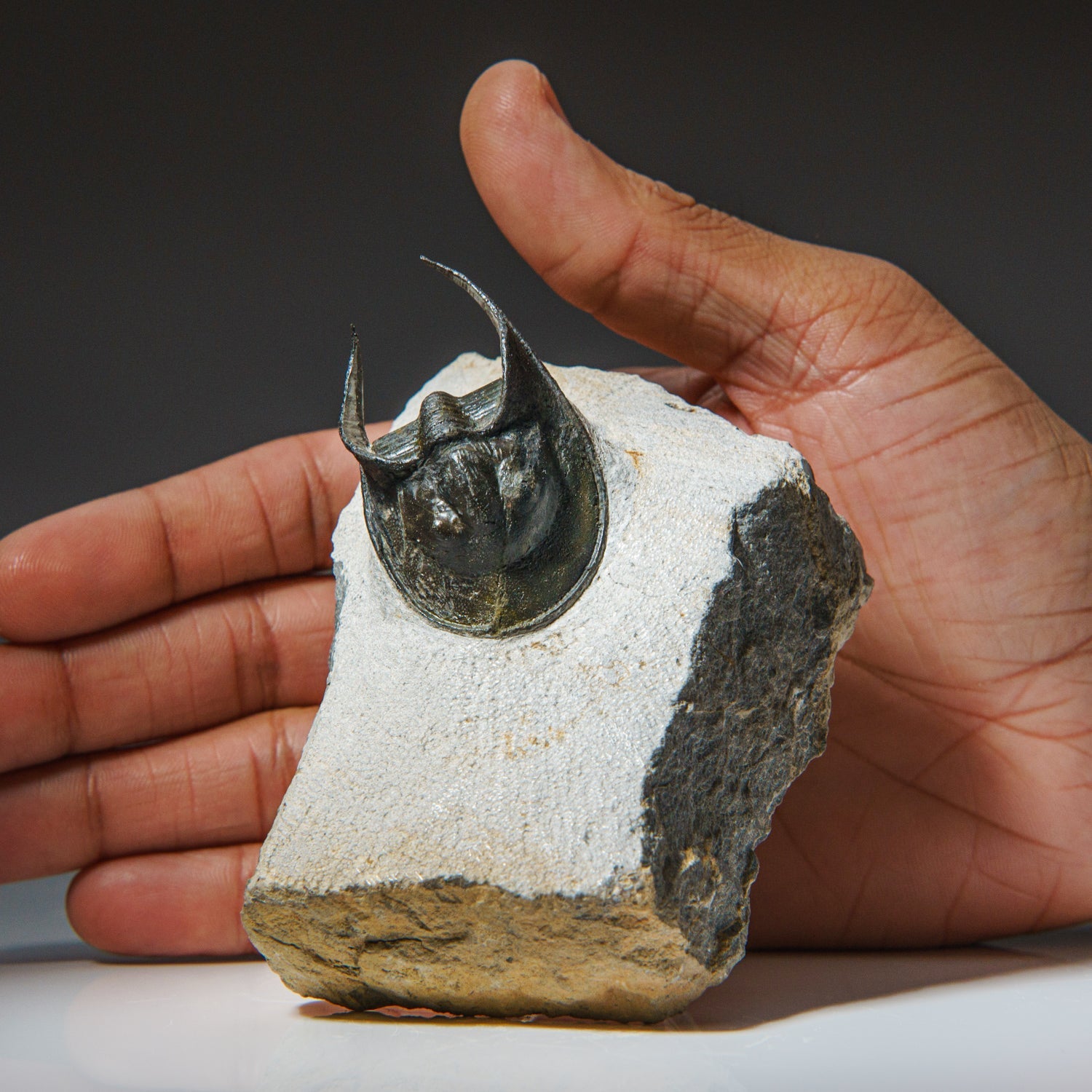 Ceratarges Spinosus Trilobite from Morocco (452.1 grams) by Astro Gallery of Gems - product image 2 for Resin Society