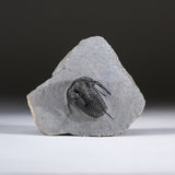 Ceratarges armatus Trilobite from Morocco (186 grams) by Astro Gallery of Gems - main product image for Resin Society
