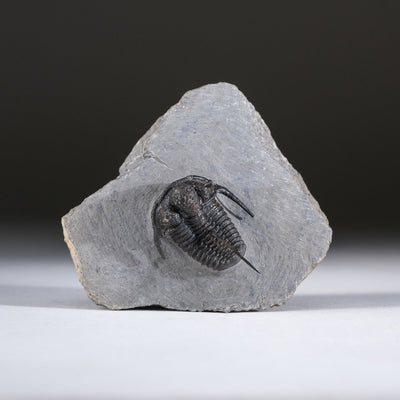 Ceratarges armatus Trilobite from Morocco (186 grams) by Astro Gallery of Gems - main product image for Resin Society