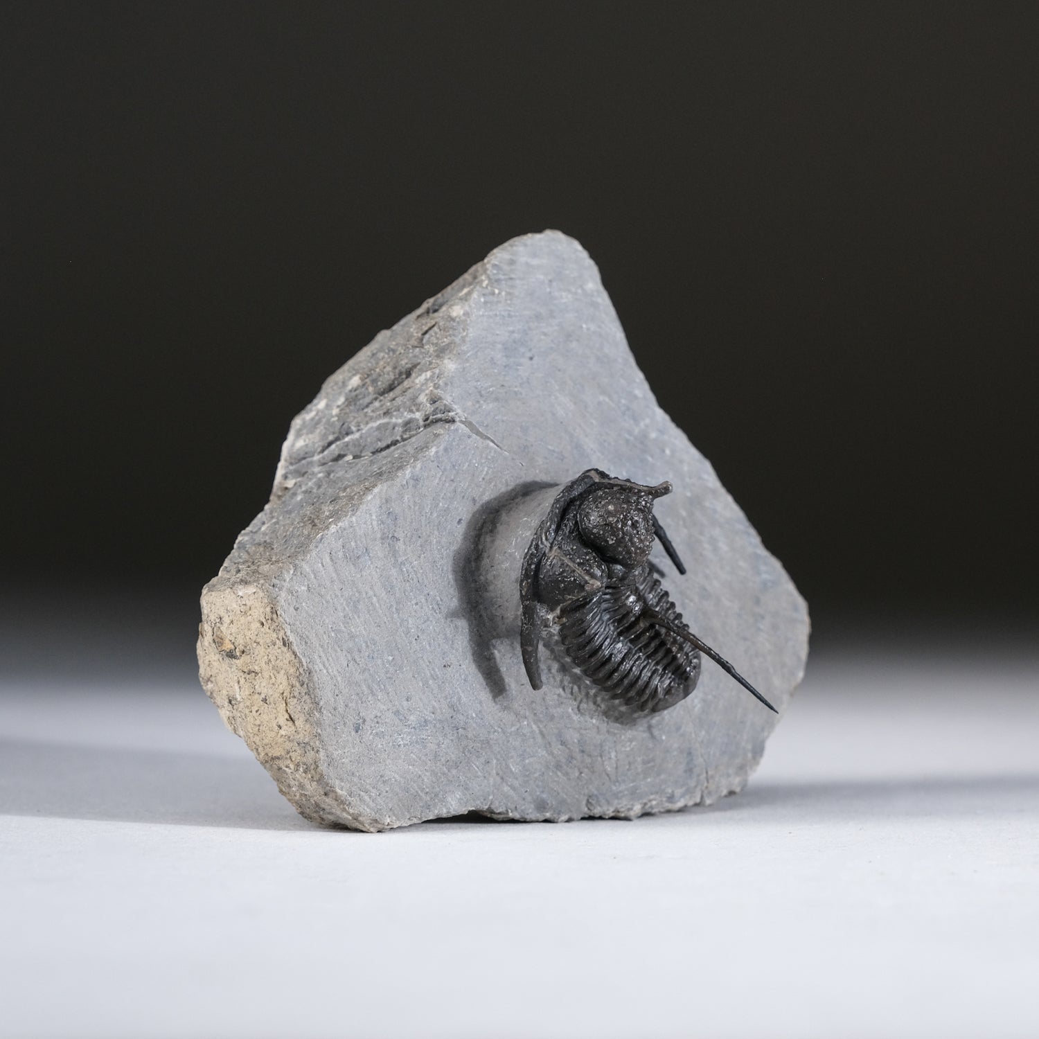 Ceratarges armatus Trilobite from Morocco (186 grams) by Astro Gallery of Gems - product image 3 for Resin Society