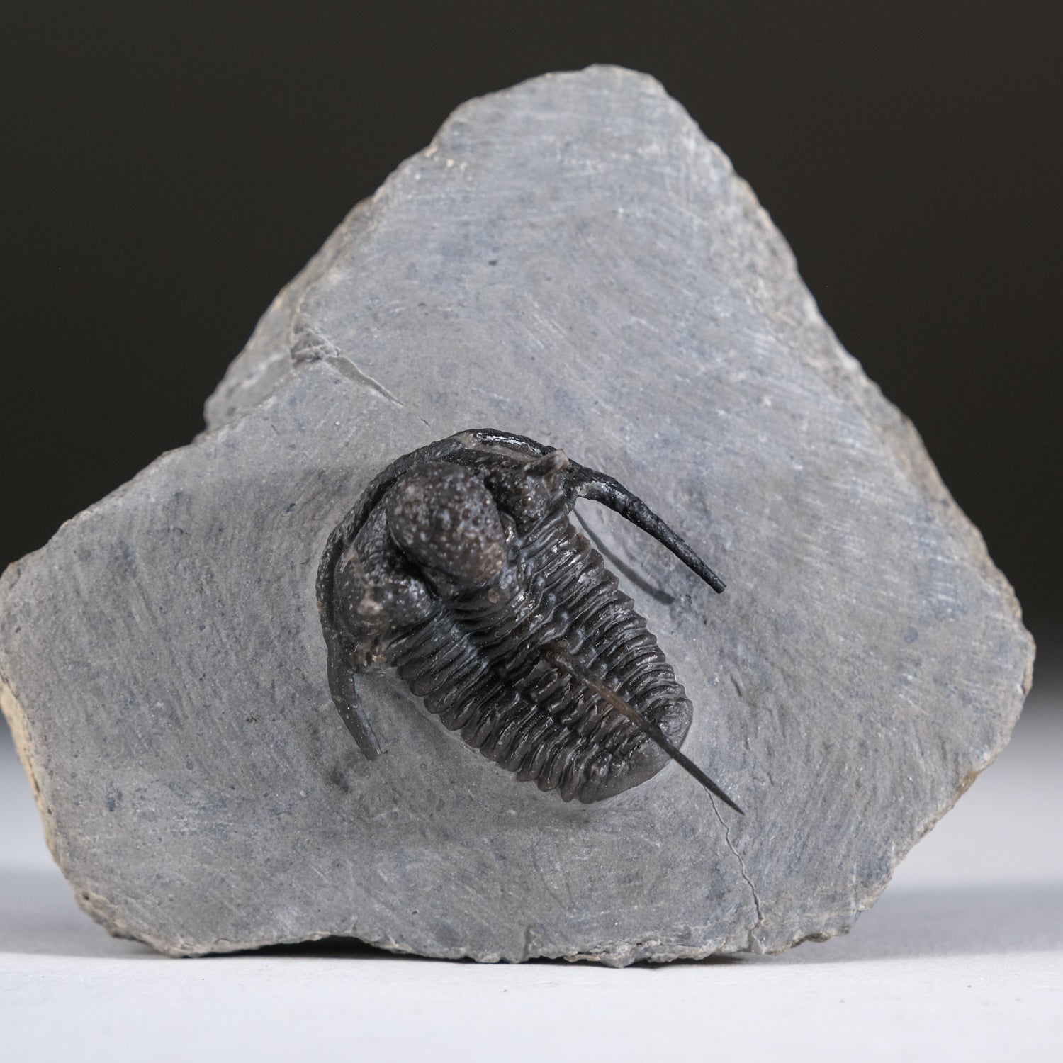 Ceratarges armatus Trilobite from Morocco (186 grams) by Astro Gallery of Gems - product image 5 for Resin Society