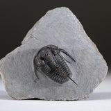 Ceratarges armatus Trilobite from Morocco (186 grams) by Astro Gallery of Gems - product image 5 for Resin Society