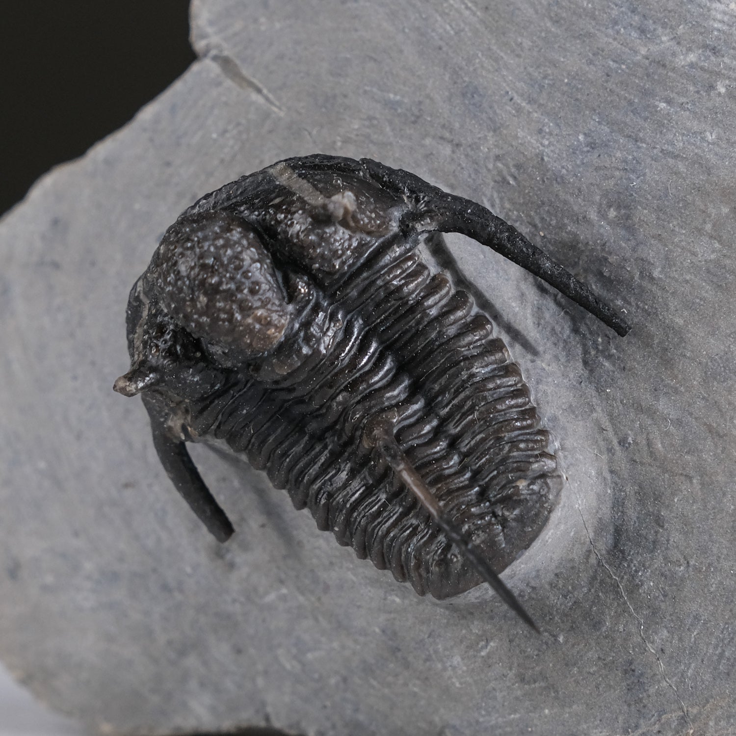 Ceratarges armatus Trilobite from Morocco (186 grams) by Astro Gallery of Gems - product image 4 for Resin Society
