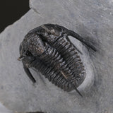 Ceratarges armatus Trilobite from Morocco (186 grams) by Astro Gallery of Gems - product image 4 for Resin Society