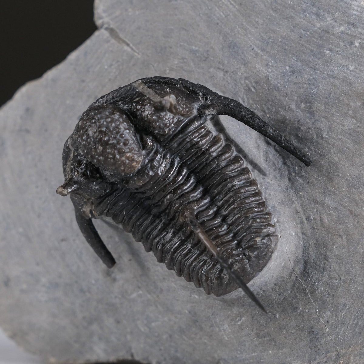 Ceratarges armatus Trilobite from Morocco (186 grams) by Astro Gallery of Gems - product image 4 for Resin Society