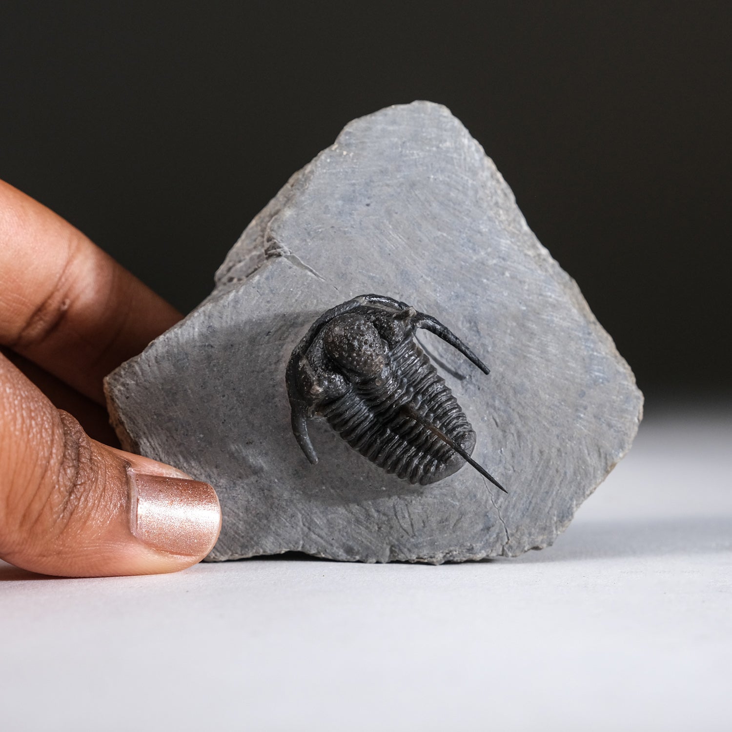 Ceratarges armatus Trilobite from Morocco (186 grams) by Astro Gallery of Gems - product image 2 for Resin Society