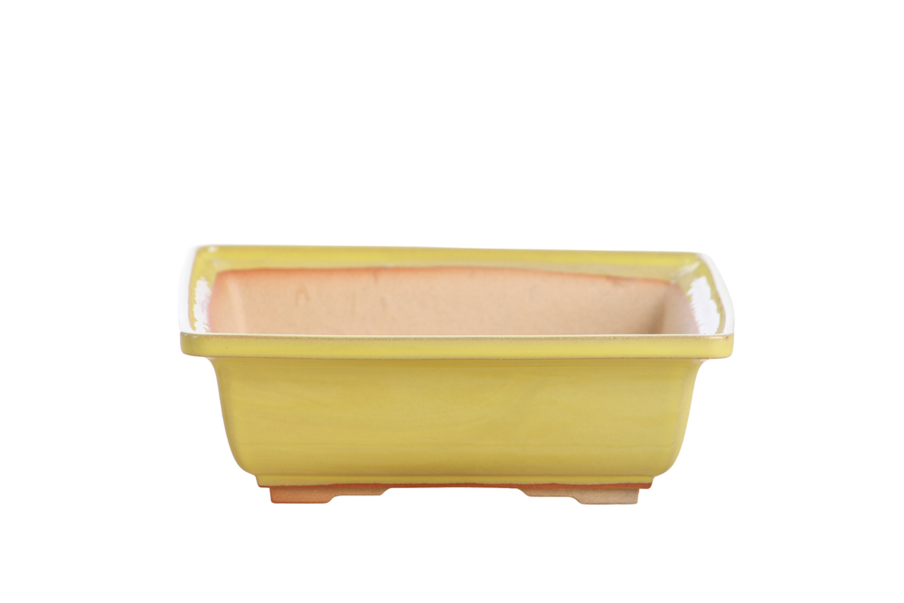 Yellow low-profile square ceramic bonsai pot with accentuated rim and two-step foot design