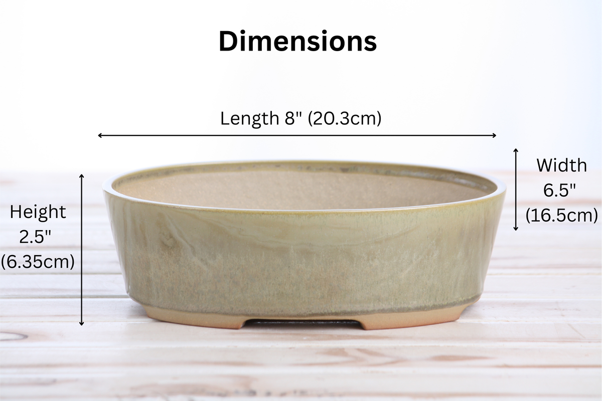 Straight-sided oval bonsai pot in muted green with unglazed reddish-brown base, displayed on light wood surface with dimensions noted above and beside it.