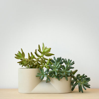 Misewell Double Planter displaying two small succulents in ceramic pot, color Dune