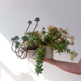 Hand holding a round beige ceramic planter with two connected compartments filled with various green succulents and trailing stems against a plain light background.