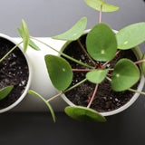 Top-down view of two white ceramic planters each holding green pilea plants with round leaves and visible dark soil, set against a soft gradient gray background.