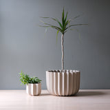 Two off-white ceramic planters with vertical ridges, one smaller with succulents and one larger with a tall plant having a slender trunk and long narrow leaves, placed on a light wooden surface.