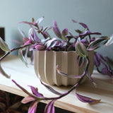 Beige ceramic wrap planter with vertical grooves, holding a trailing plant with elongated green and purple leaves, placed on a light wooden surface against a gray background.
