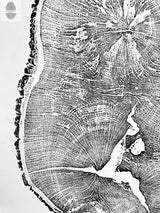 Black and white woodcut art print showing detailed tree rings of English oak by Erik Linton