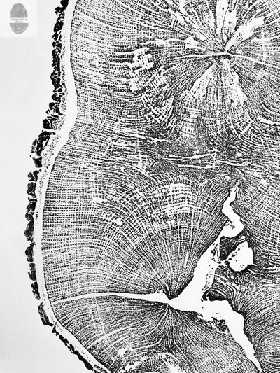Black and white woodcut art print showing detailed tree rings of English oak by Erik Linton