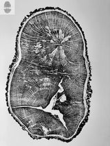 Black and white art print of an English Oak tree cross-section showing detailed growth rings and natural cracks, by Erik Linton, sized 18x24 inches.