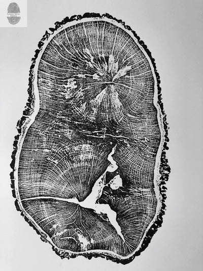 English Oak, Tree Ring Art Print by Erik Linton, 18x24