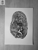 Black and white art print depicting a detailed cross-section of an English oak tree trunk with visible growth rings and wood texture on white paper.