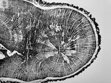 Black and white detailed print of an English Oak tree cross-section showing concentric growth rings and irregular outer bark texture with natural cracks.