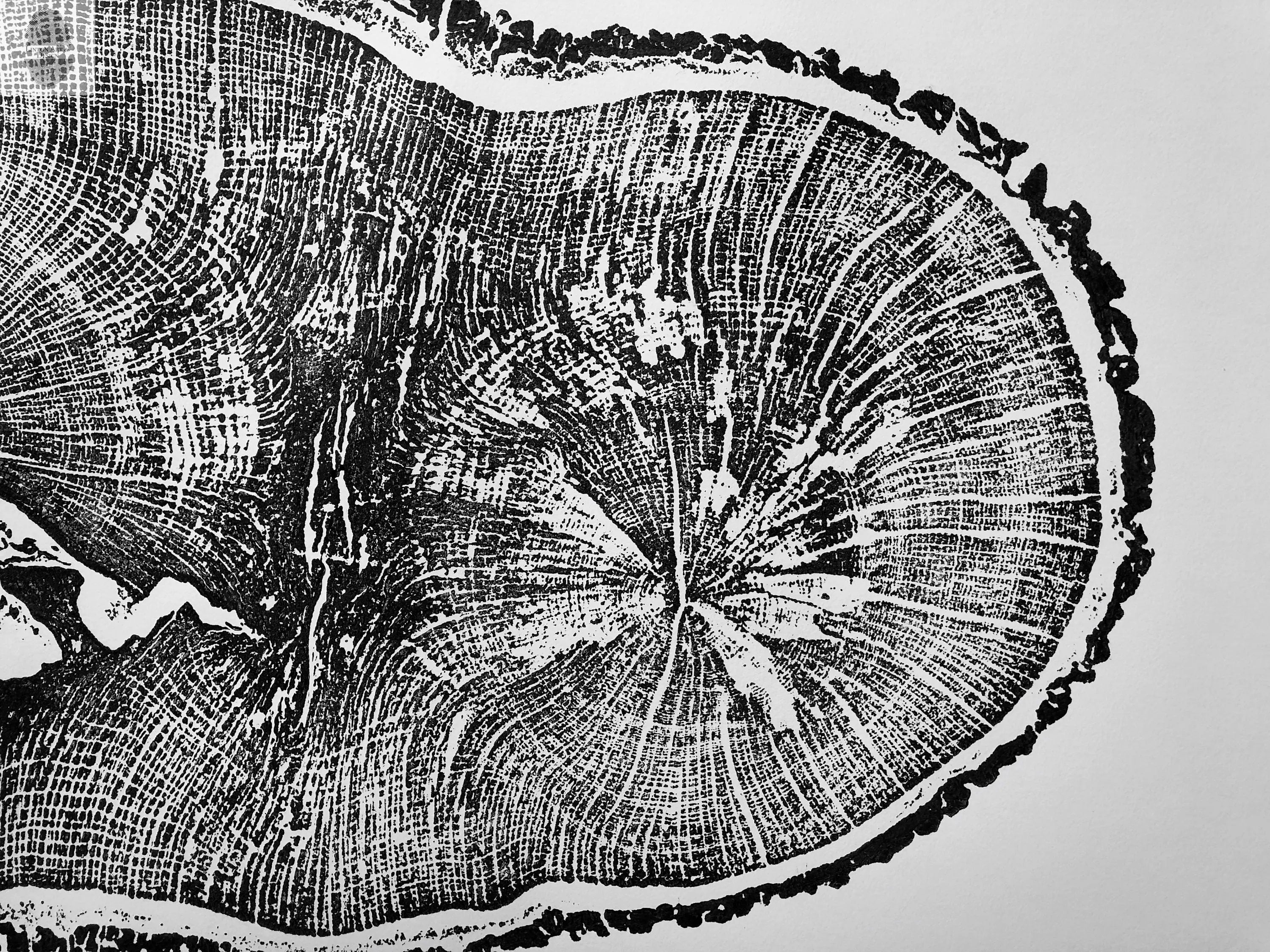 English Oak, Tree Ring Art Print by Erik Linton, 18x24