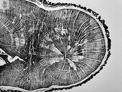English Oak, Tree Ring Art Print by Erik Linton, 18x24