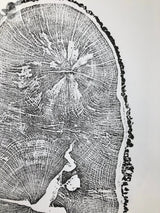 Black and white detailed print of an English Oak tree cross-section showing distinct concentric growth rings and textured bark edge.