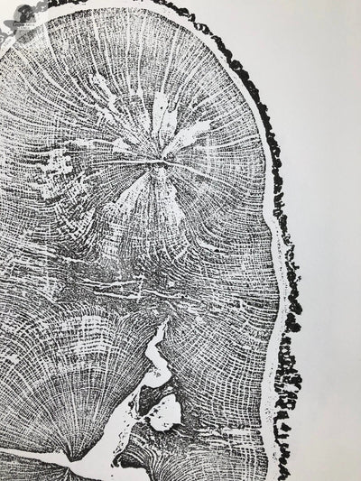 English Oak, Tree Ring Art Print by Erik Linton, 18x24