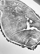 Black and white print of an English Oak tree cross-section showing detailed, concentric growth rings on white paper.