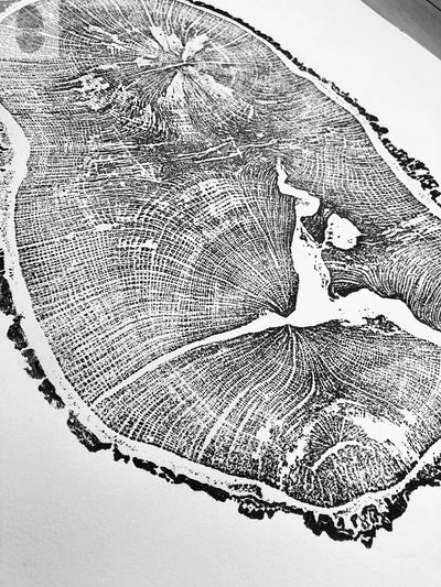 English Oak, Tree Ring Art Print by Erik Linton, 18x24