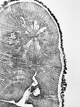 Black and white detailed print of an English Oak tree cross-section with visible rings and textured bark edges on white background.