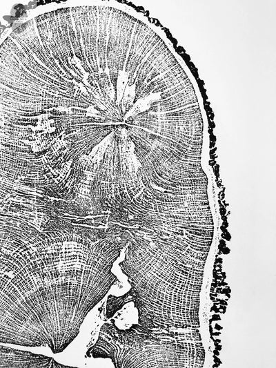 English Oak, Tree Ring Art Print by Erik Linton, 18x24
