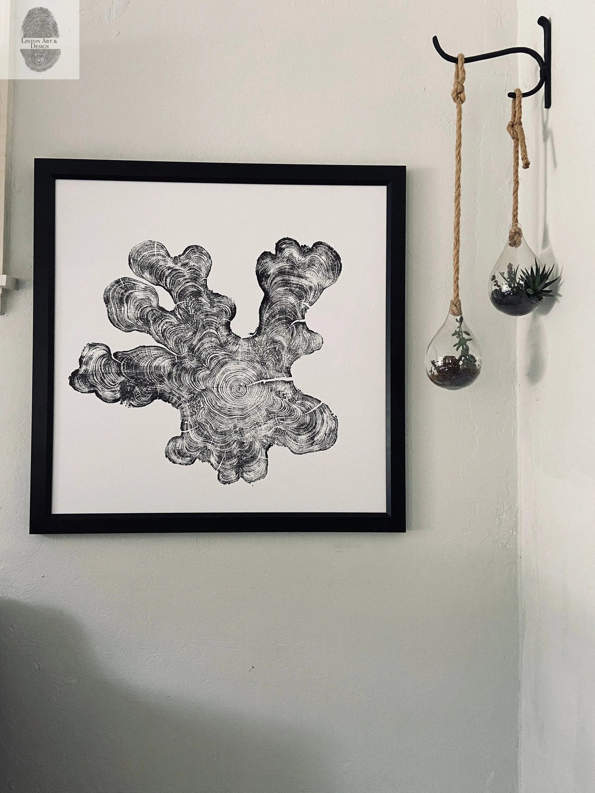 Black and white print of an irregular tree ring pattern in a square black frame on a white wall, next to two hanging teardrop-shaped glass terrariums with small plants.