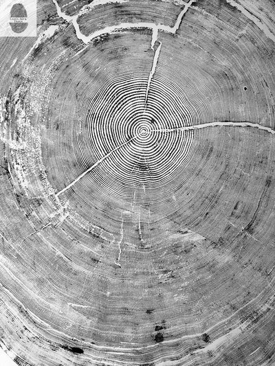 Oregon Coast Sitka Spruce - 52x60 - Tree Wall Art by lintonart - product image 7 for Resin Society