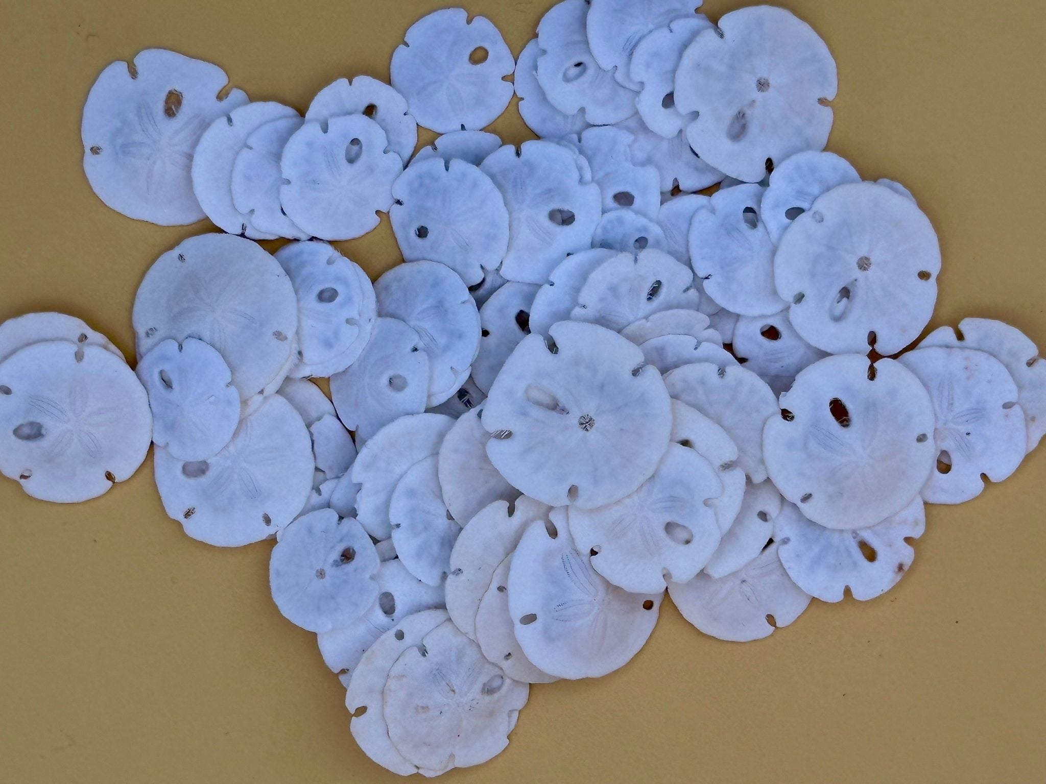 Tiny natural loose sand dollars for crafting in bulk bags