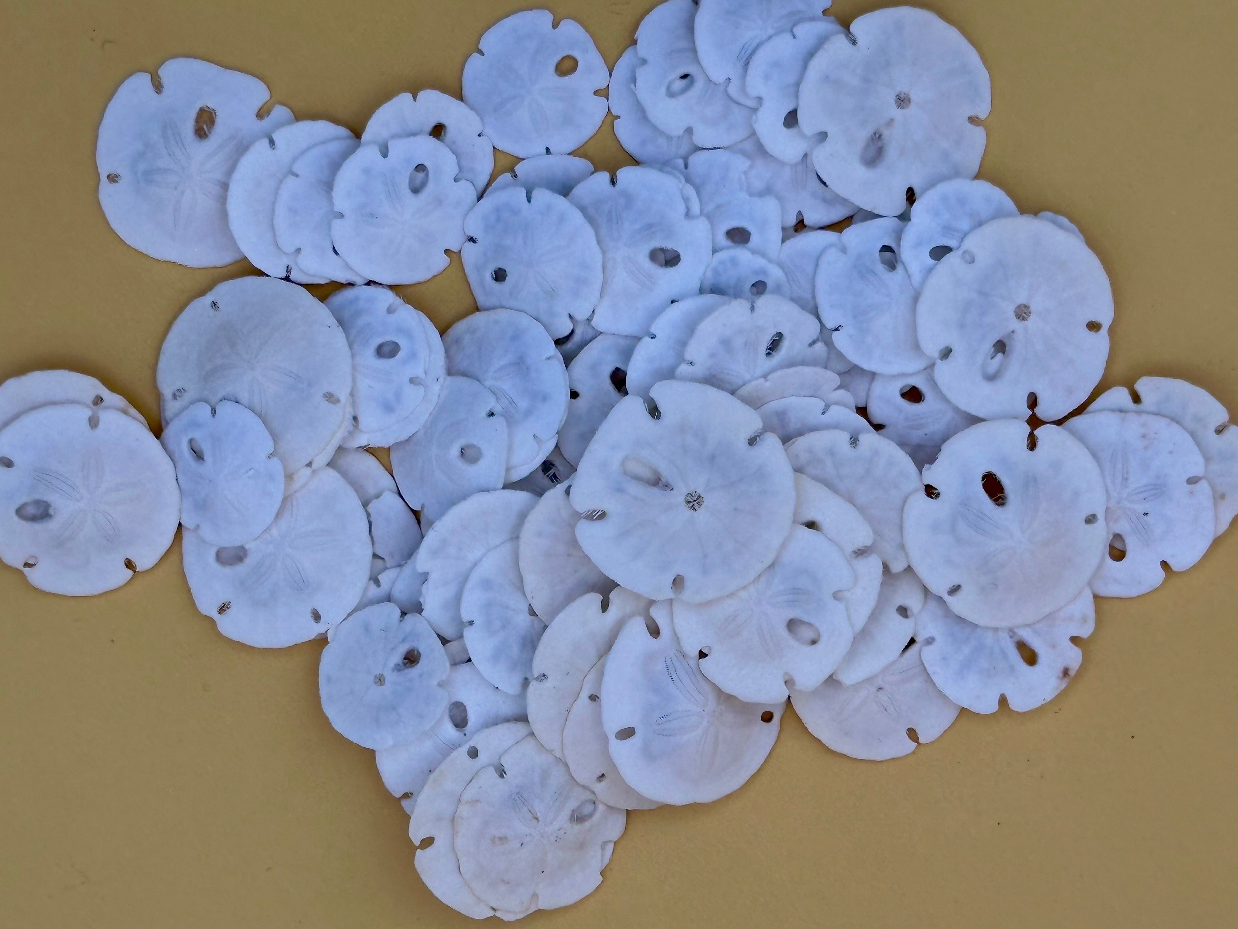 Tiny natural loose sand dollars for crafting in bulk bags